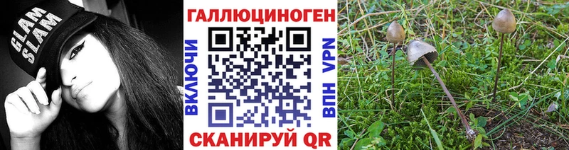 купить наркоту Высоцк Галлюциногенные грибы Cubensis